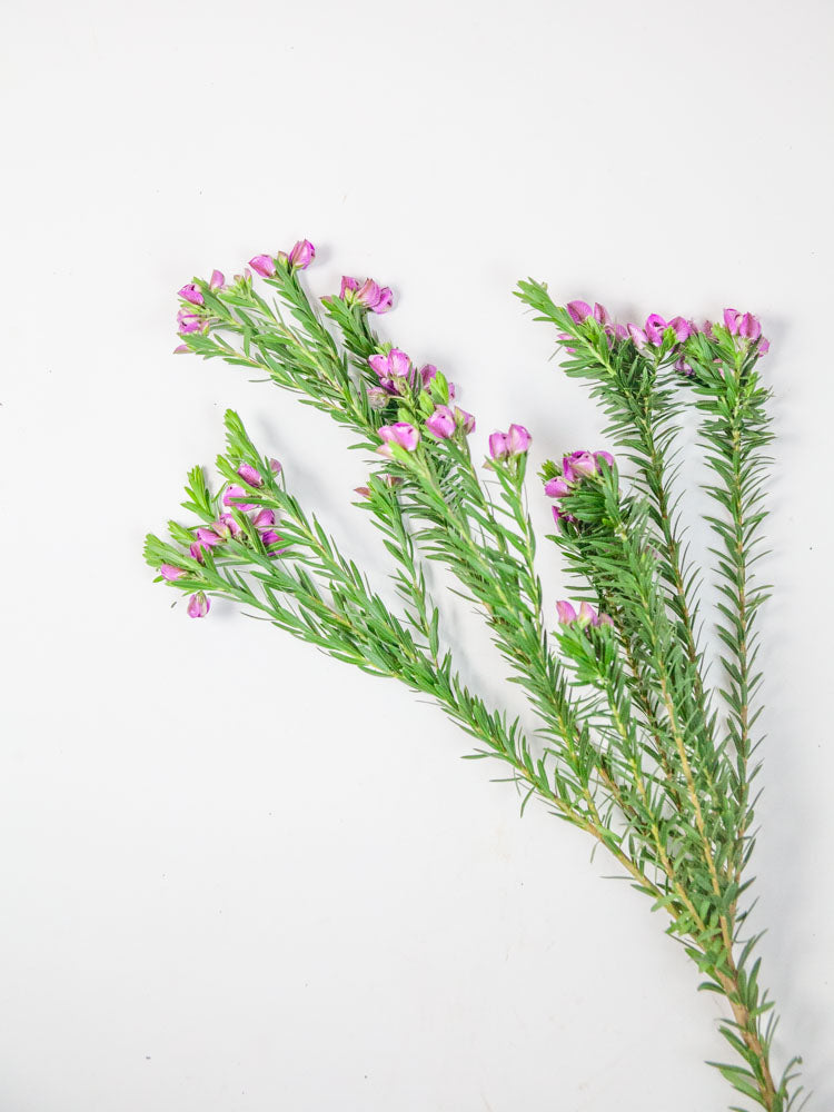Bulk Purple Broom - Hello Eucalyptus