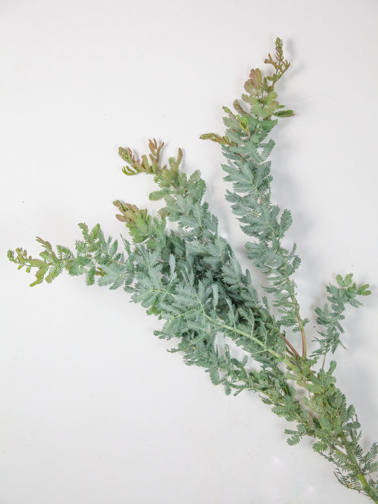 Bulk Silver Feather Acacia - Hello Eucalyptus