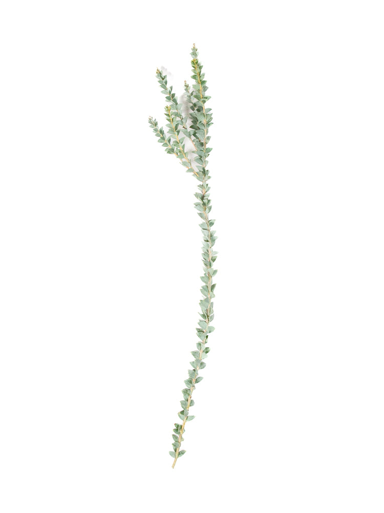 Bulk Gray Knifeblade Acacia - Hello Eucalyptus
