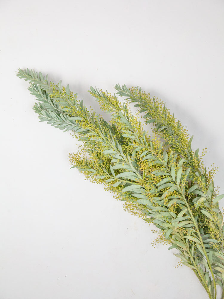 Bulk Golden Veil Acacia - Hello Eucalyptus