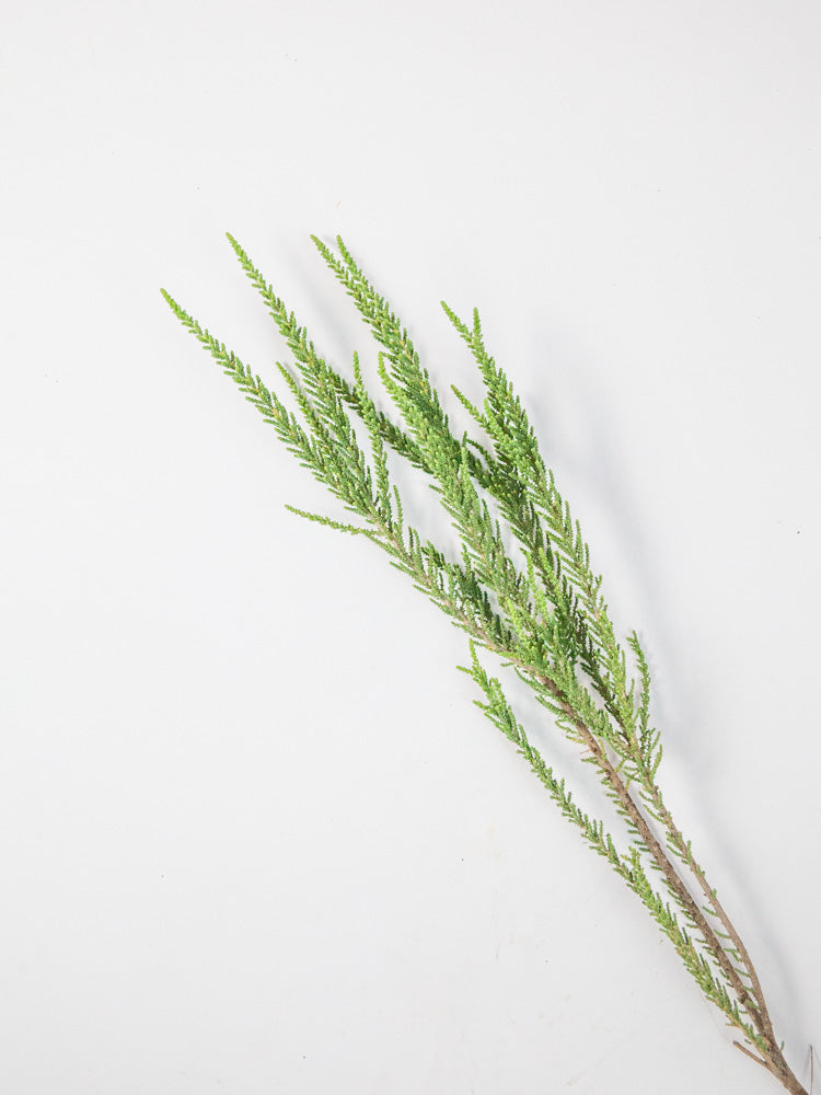 Bulk Fabiana Imbricata Greenery - Hello Eucalyptus