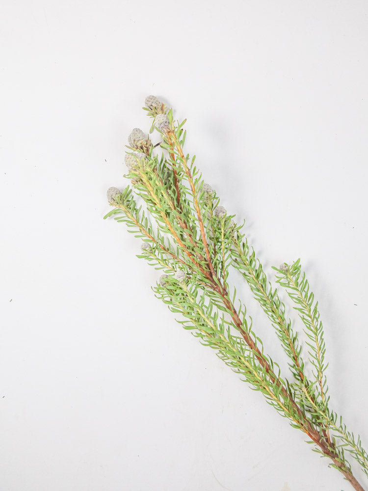 Bulk Galpini Leucadendron - Hello Eucalyptus