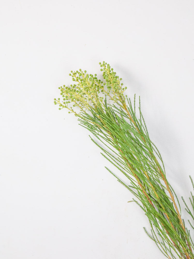 Bulk Berzelia Greenery - Hello Eucalyptus