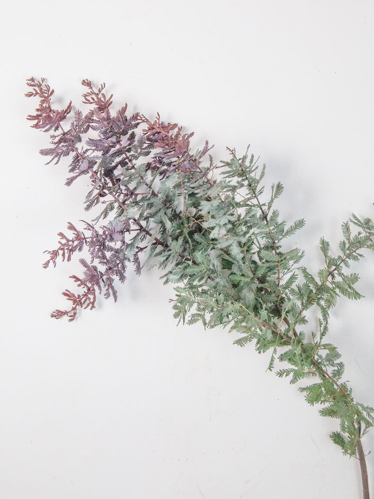 Bulk Purple Feather Acacia - Hello Eucalyptus