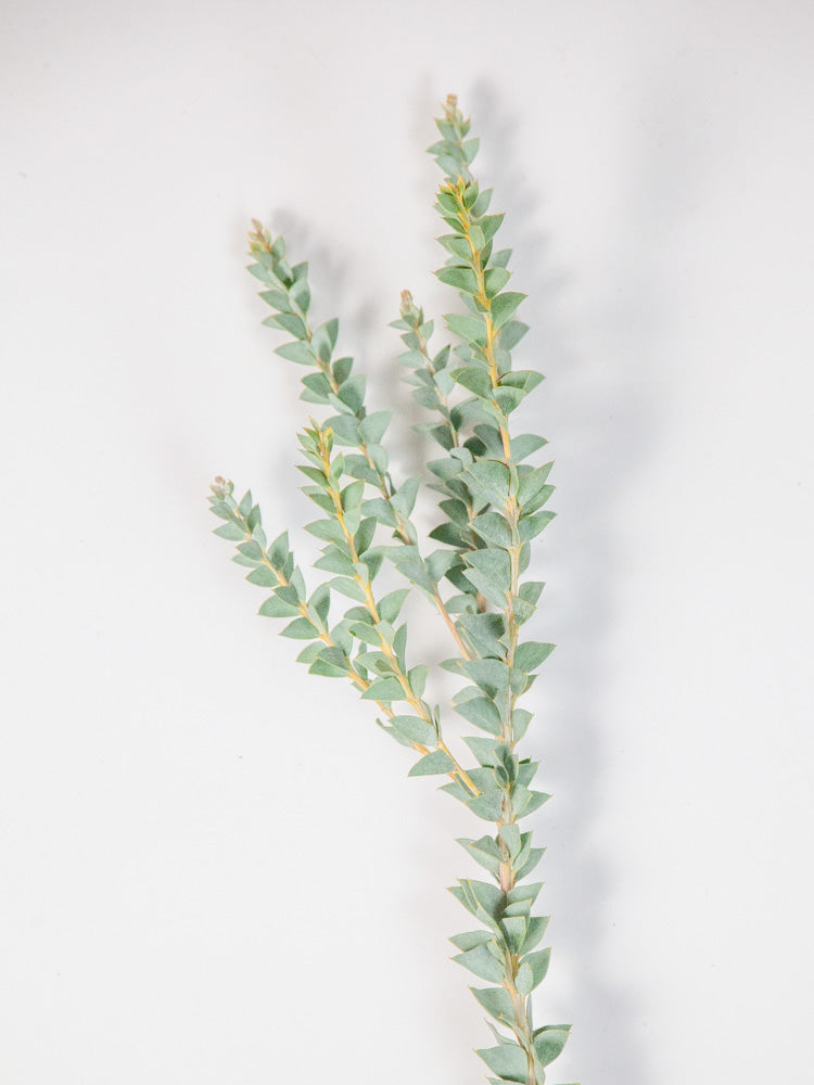 Bulk Gray Knifeblade Acacia - Hello Eucalyptus