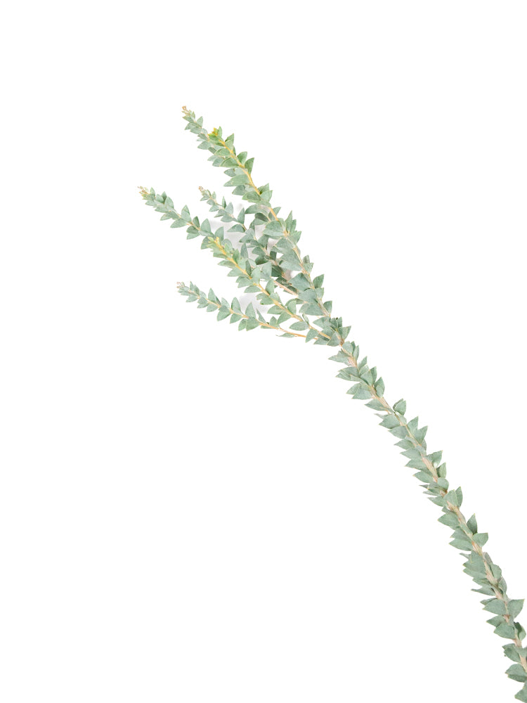 Bulk Gray Knifeblade Acacia - Hello Eucalyptus
