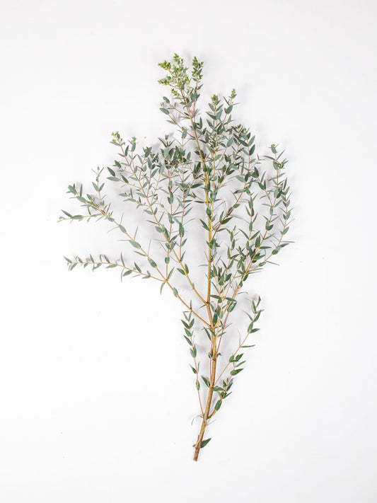 Bulk Parvifolia Eucalyptus - Hello Eucalyptus