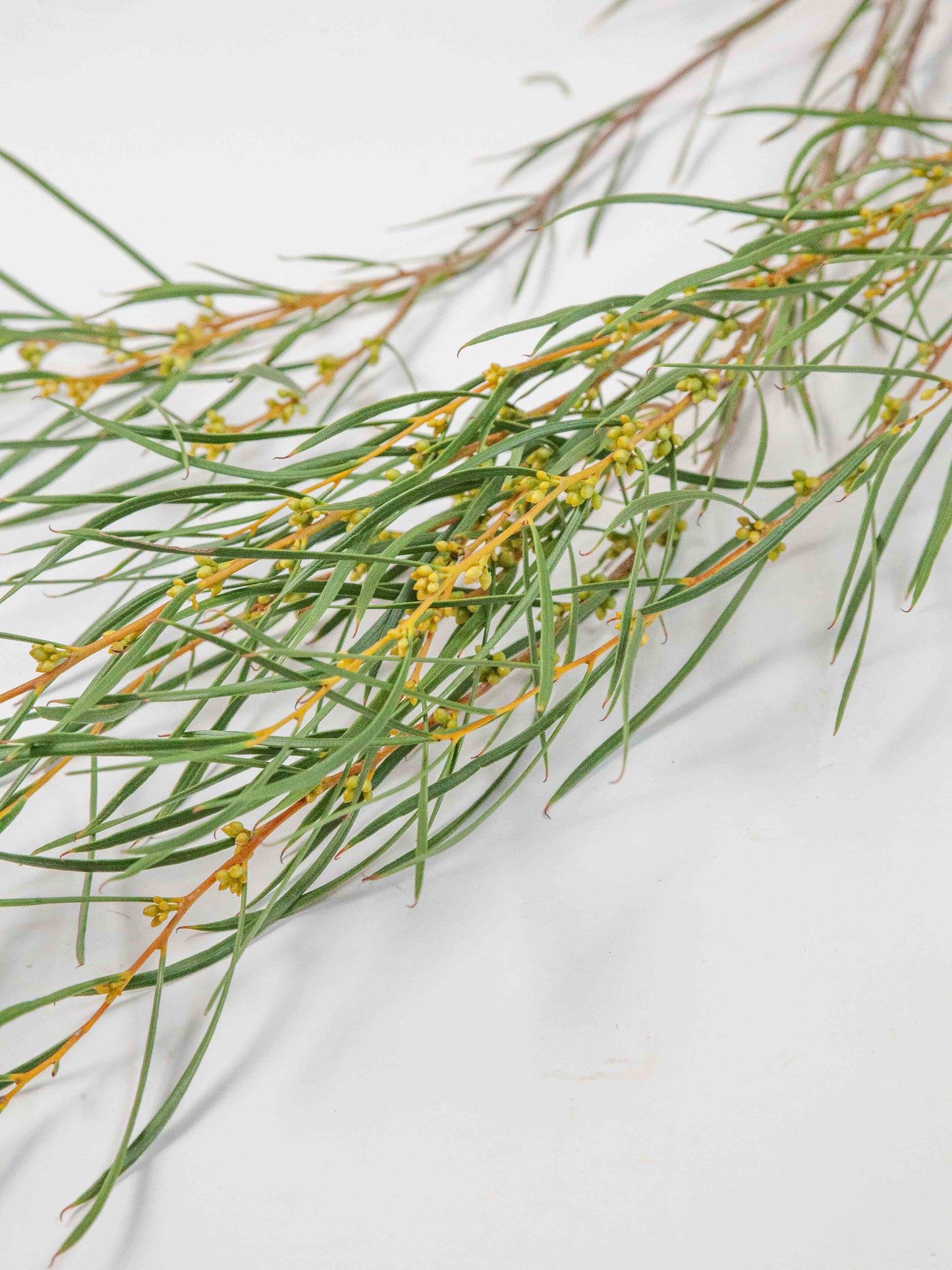 Create Your Own Eucalyptus Box