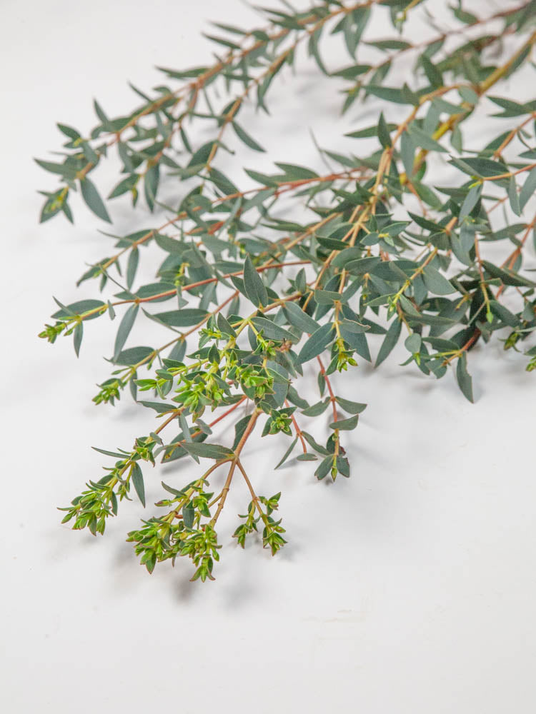 Bulk Parvifolia Eucalyptus - Hello Eucalyptus