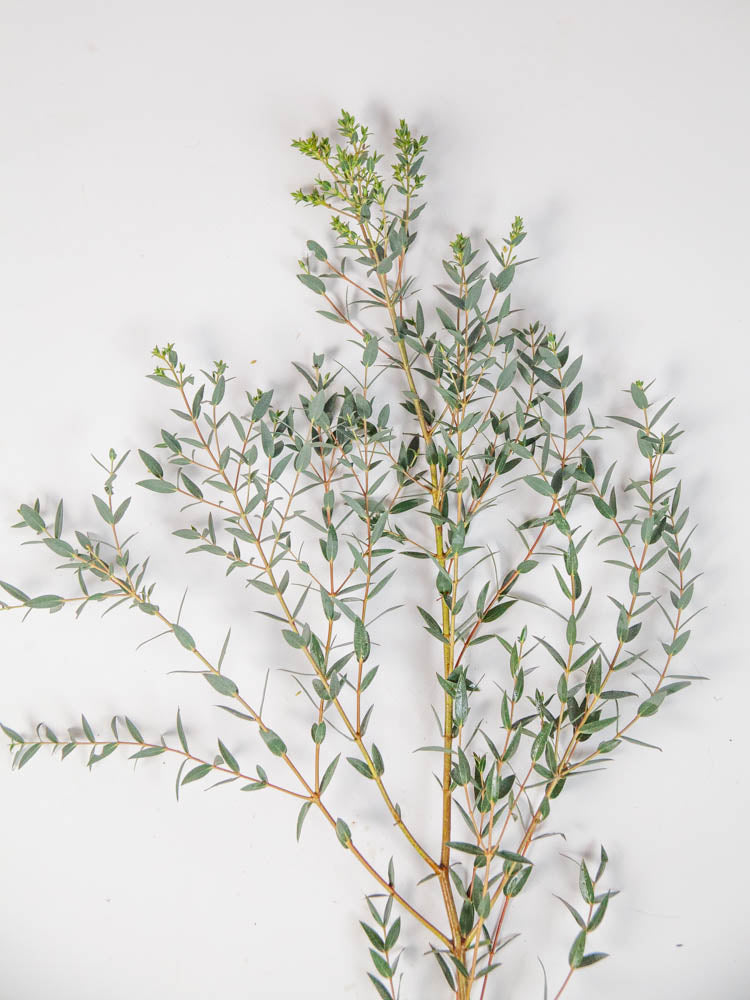 Bulk Parvifolia Eucalyptus - Hello Eucalyptus