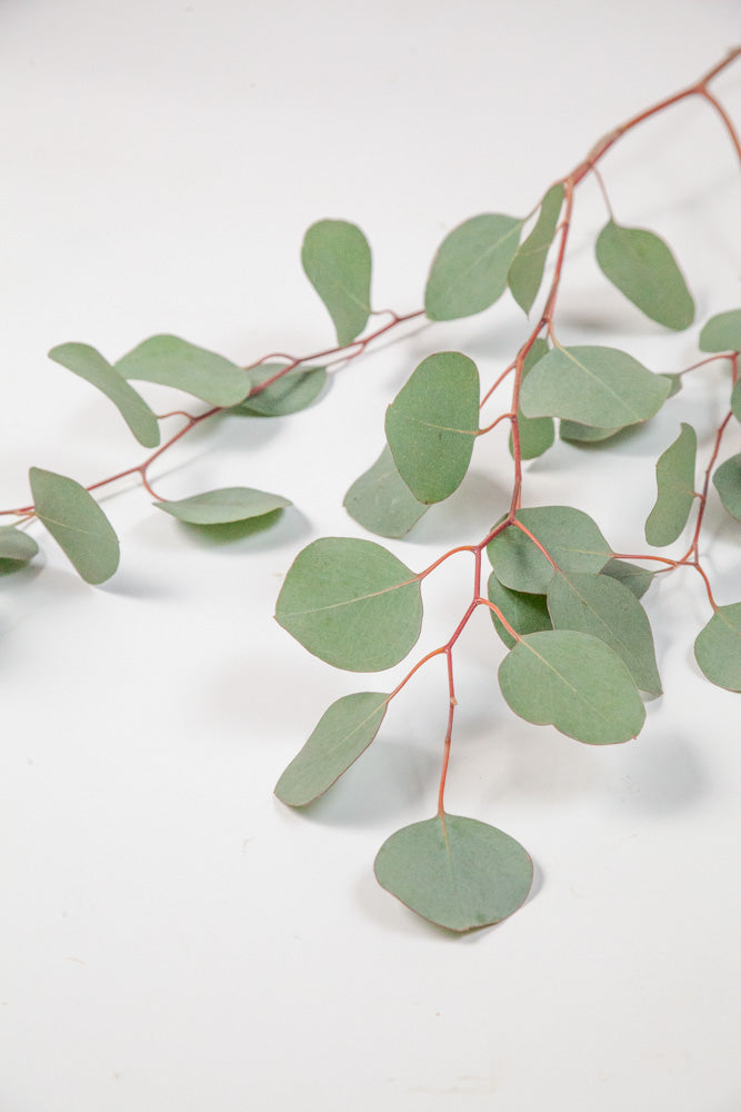 Bulk Silver Dollar Eucalyptus - Hello Eucalyptus