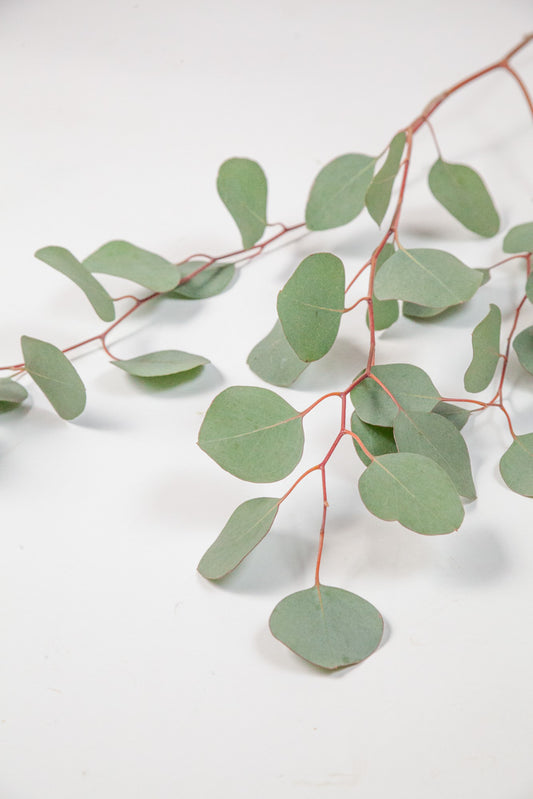 Bulk Silver Dollar Eucalyptus - Hello Eucalyptus