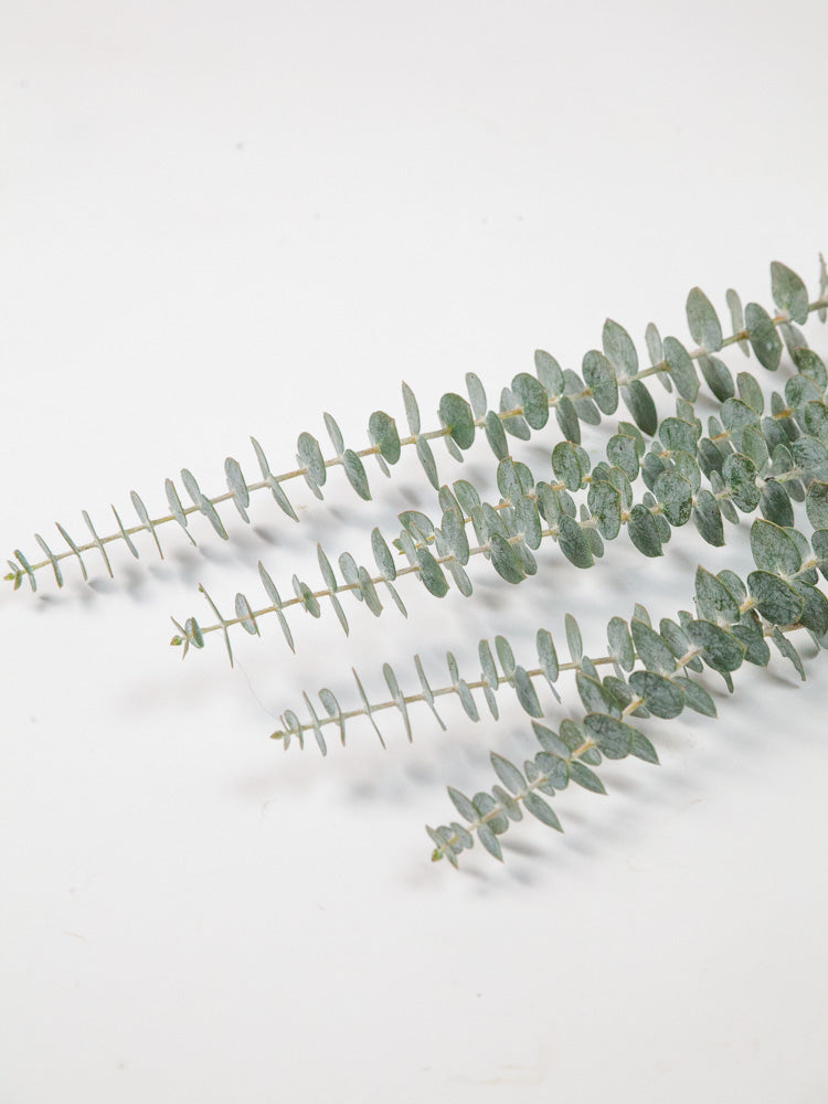 Bulk Spiral Baby Eucalyptus - Hello Eucalyptus