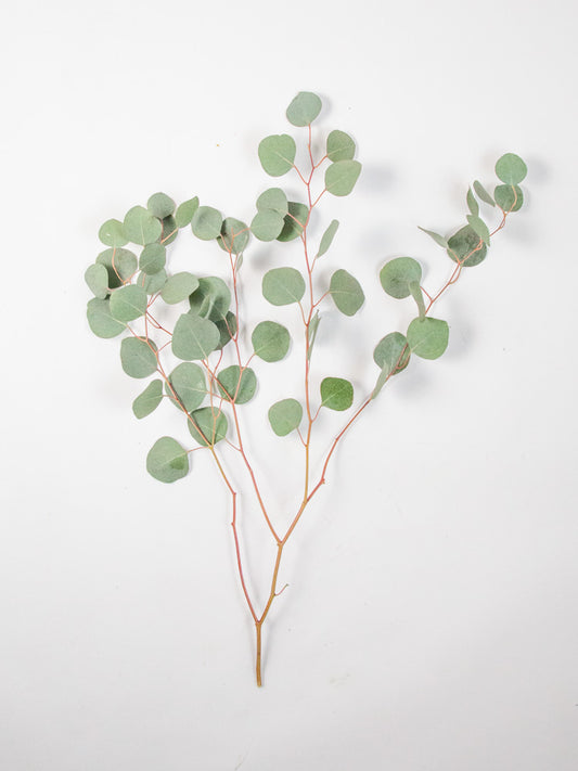 Bulk Silver Dollar Eucalyptus - Hello Eucalyptus