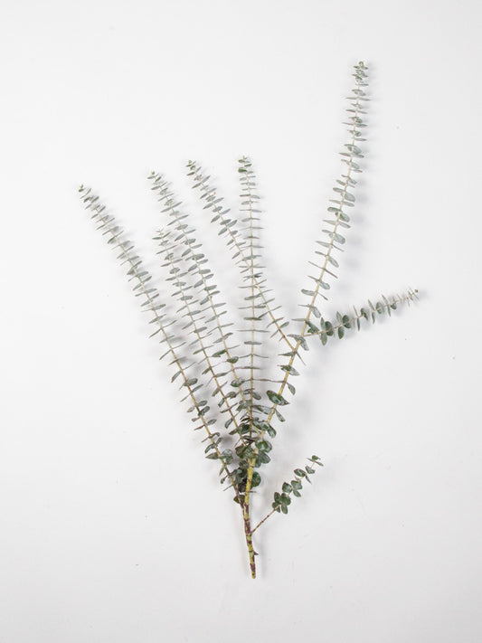 Bulk Spiral Baby Eucalyptus - Hello Eucalyptus