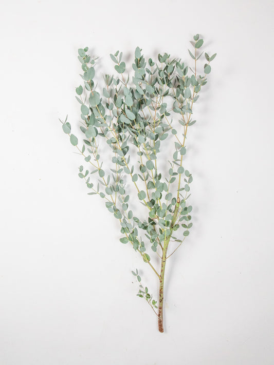 Bulk Gunnii Eucalyptus - Hello Eucalyptus