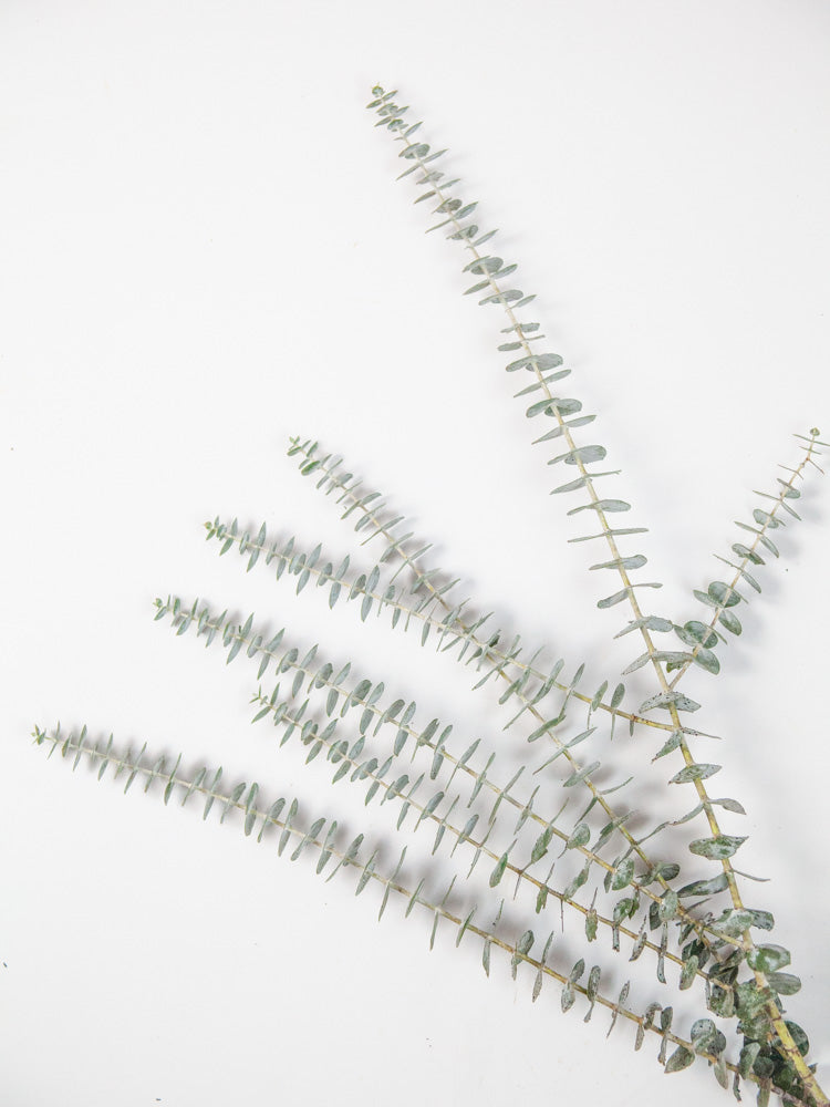 Bulk Spiral Baby Eucalyptus - Hello Eucalyptus