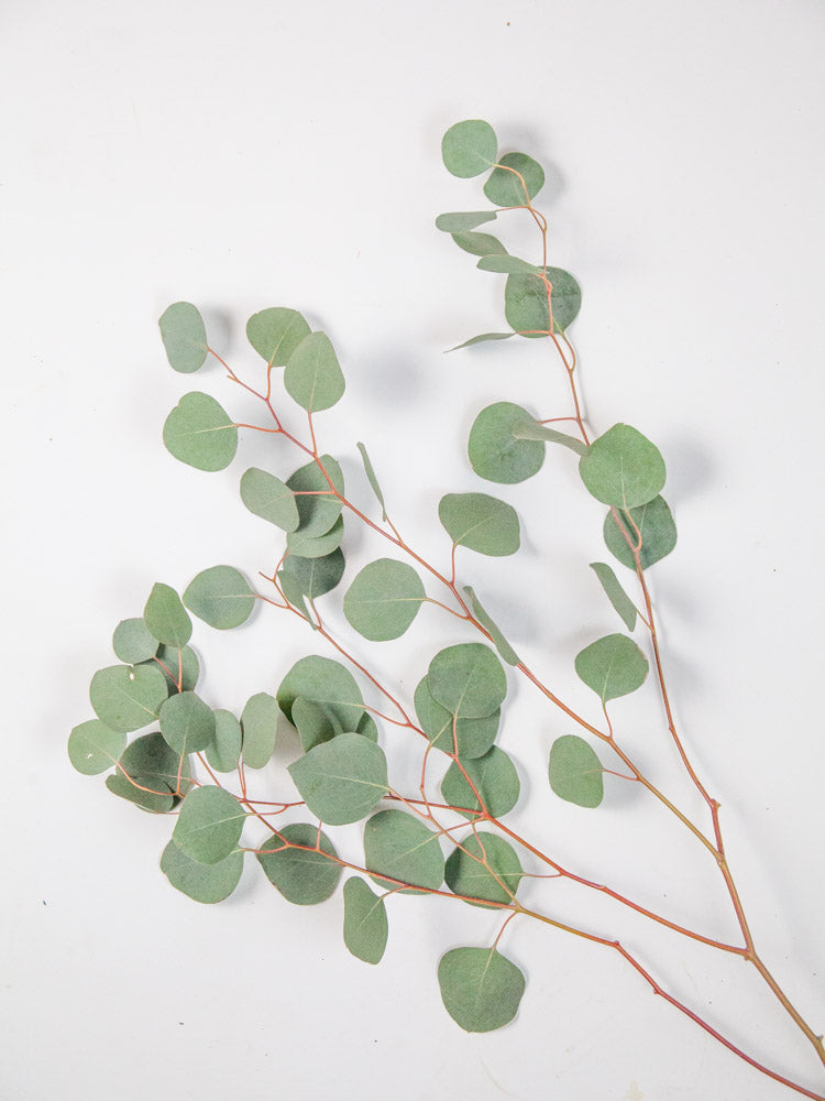 Bulk Silver Dollar Eucalyptus - Hello Eucalyptus