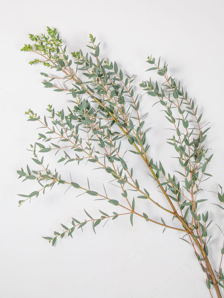Bulk Parvifolia Eucalyptus - Hello Eucalyptus