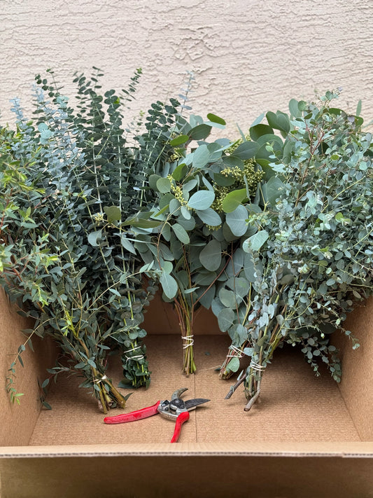 Create Your Own Eucalyptus Box