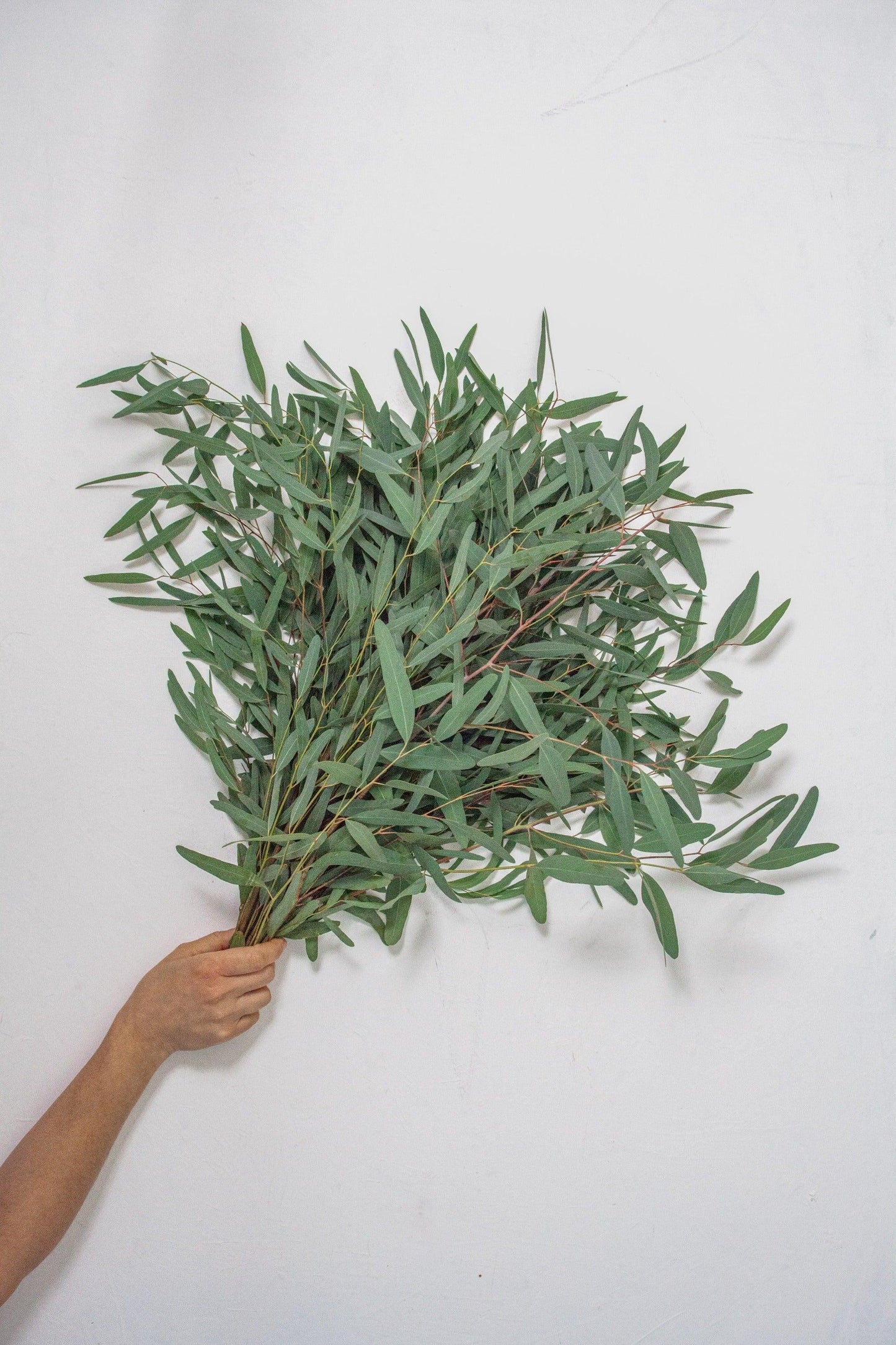 Bulk Willow Eucalyptus - Hello Eucalyptus