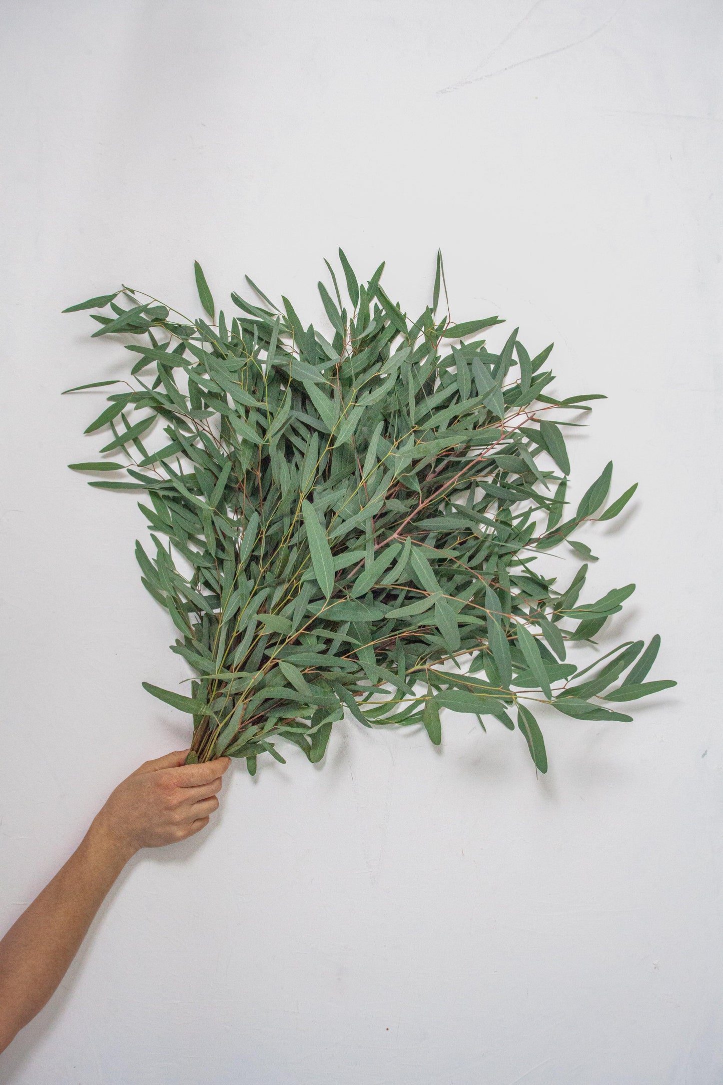 Willow Eucalyptus - Hello Eucalyptus