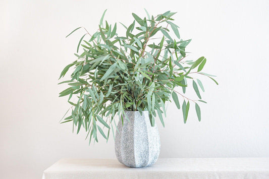 Willow Eucalyptus - Hello Eucalyptus