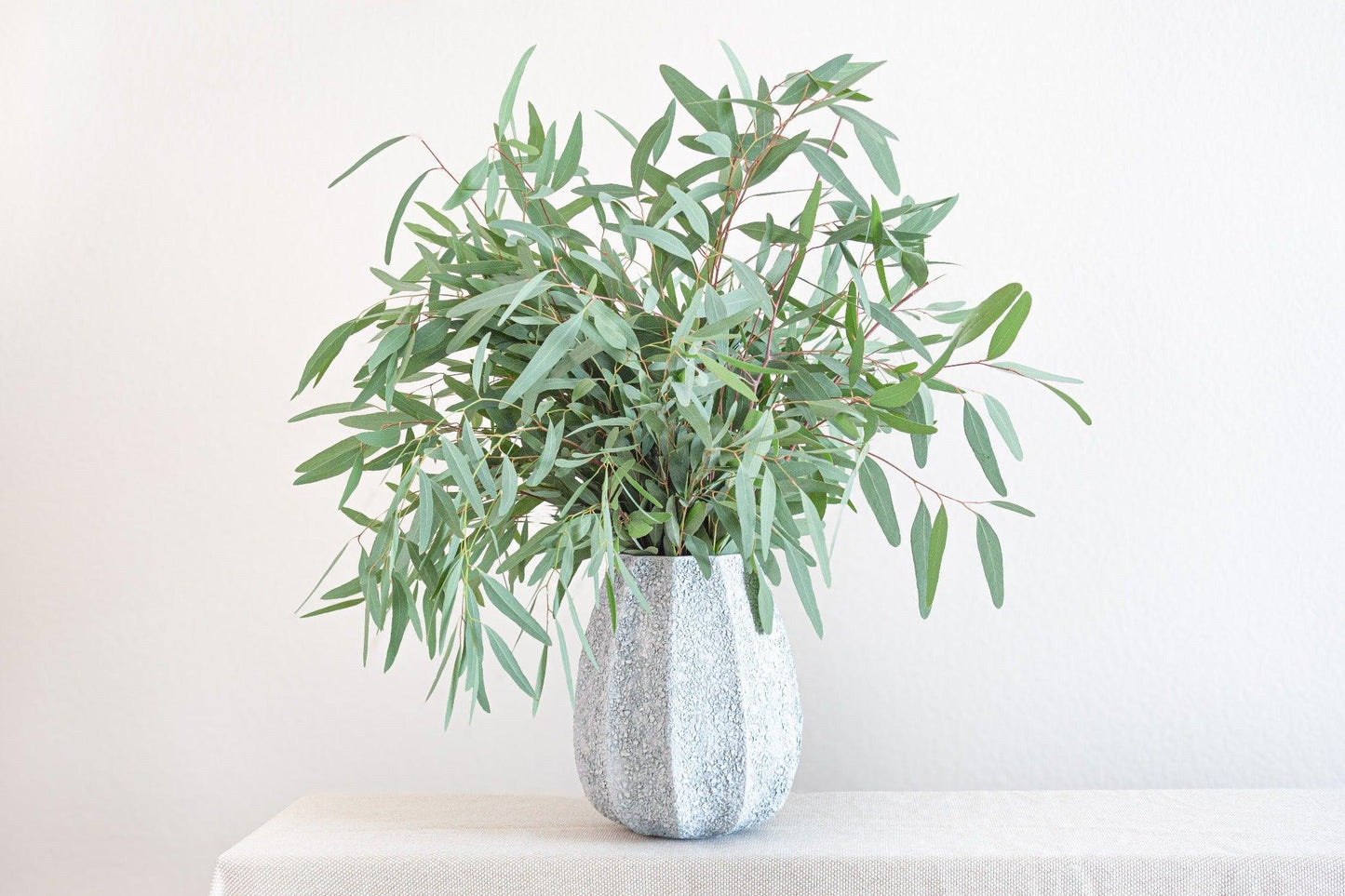 Bulk Willow Eucalyptus - Hello Eucalyptus