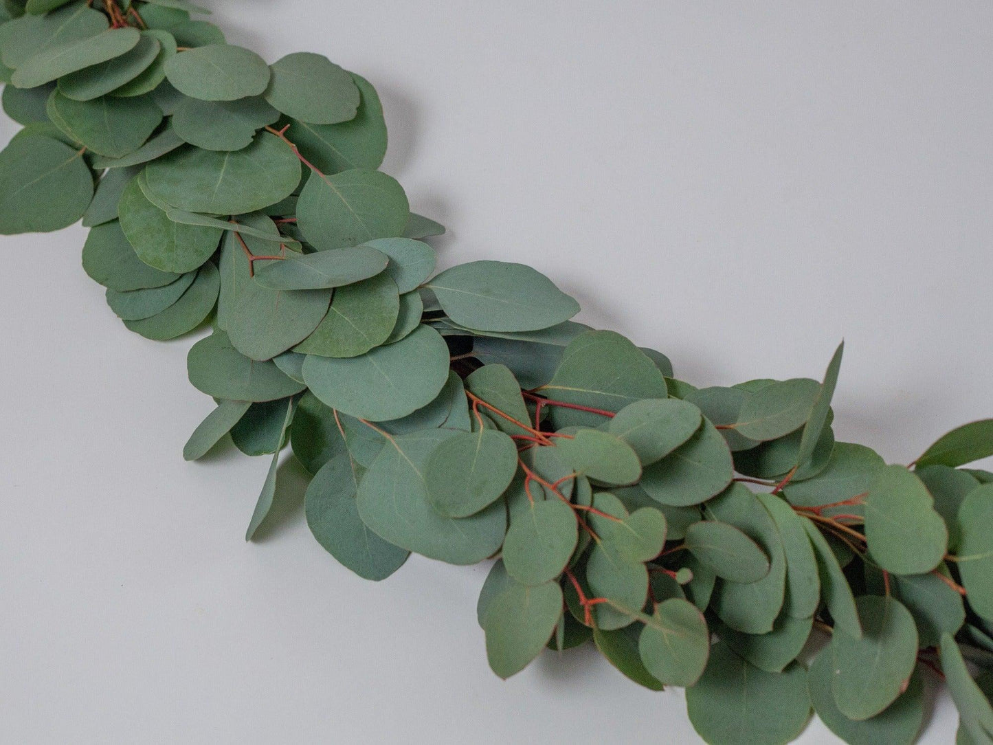 Fresh Silver Dollar Eucalyptus Garland - Hello Eucalyptus