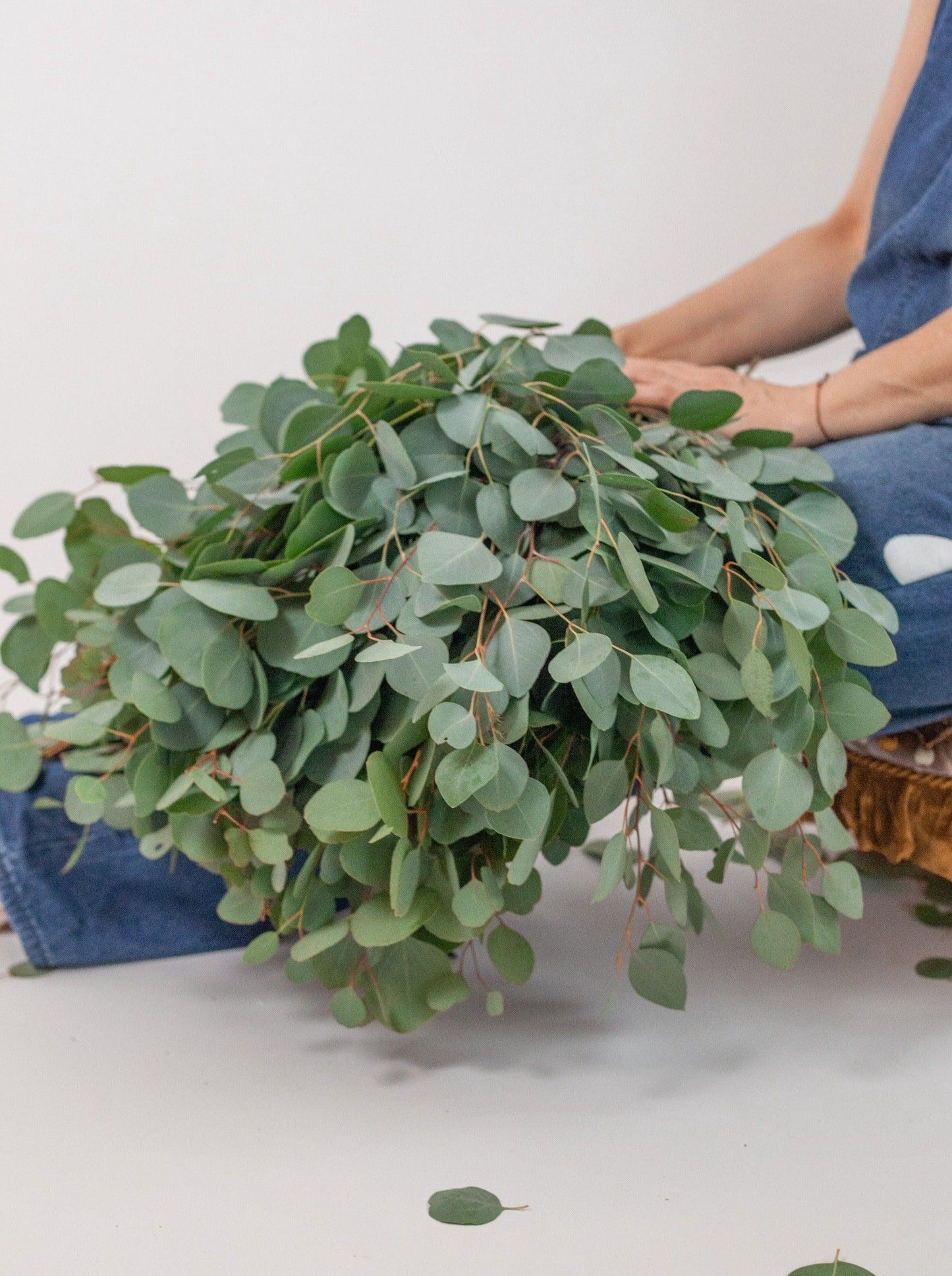 Bulk Silver Dollar Eucalyptus - Hello Eucalyptus