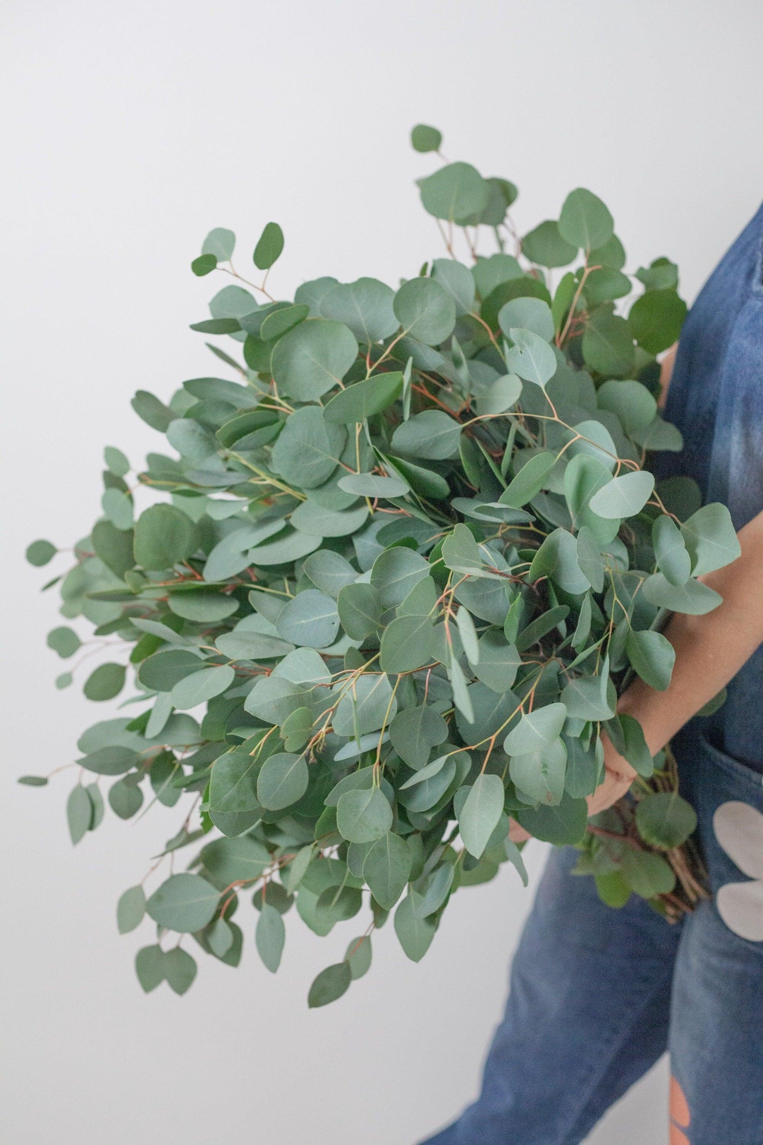 Bulk Silver Dollar Eucalyptus - Hello Eucalyptus
