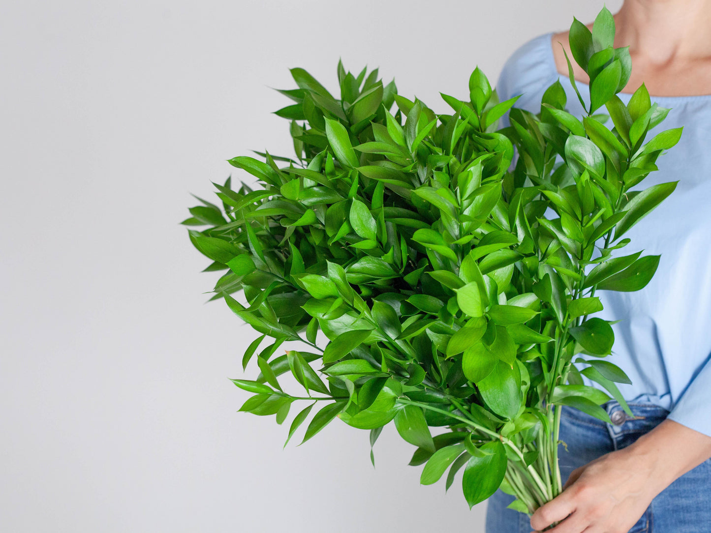 Bulk Israeli Ruscus Stems - Hello Eucalyptus