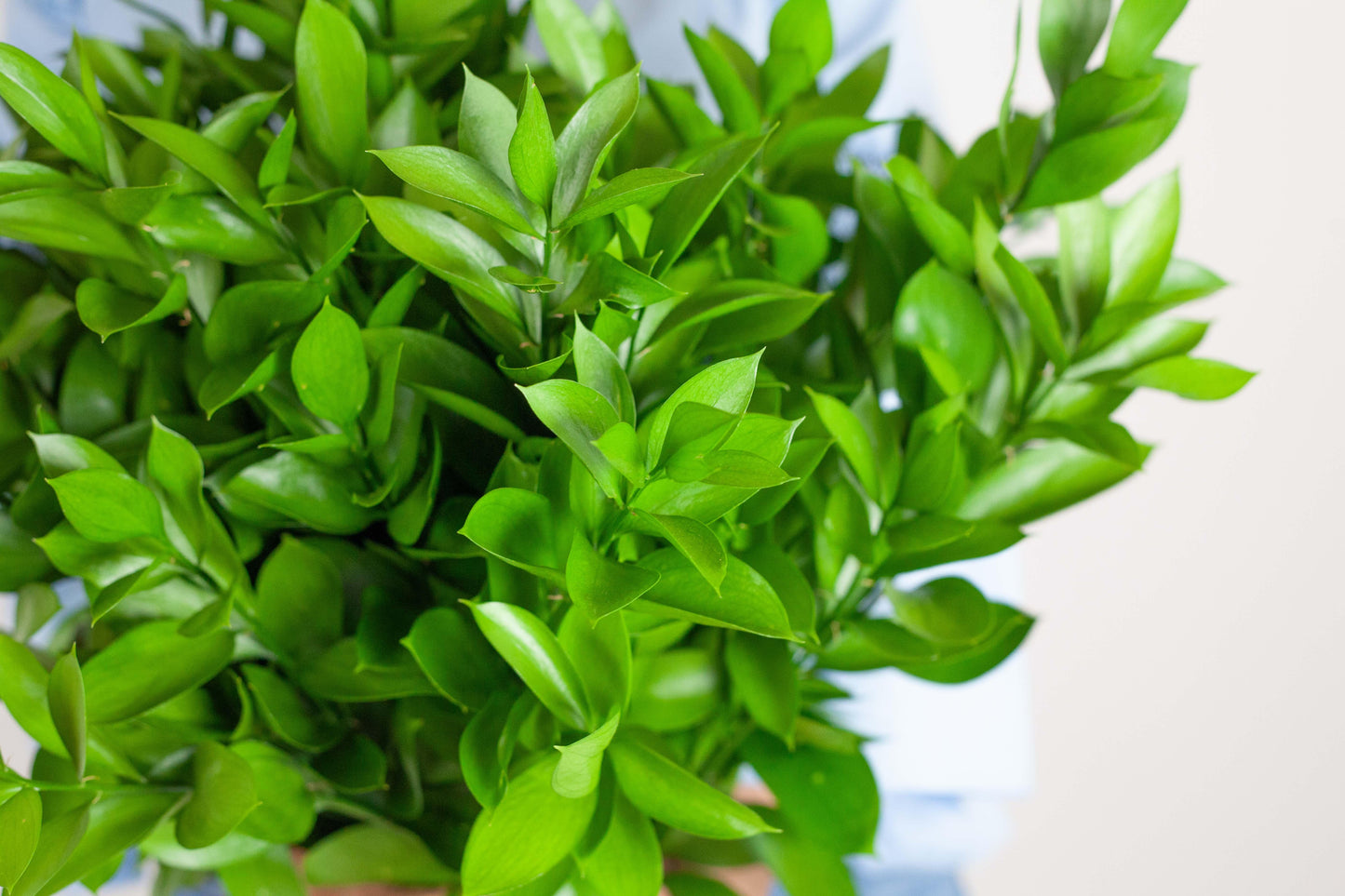 Bulk Israeli Ruscus Stems - Hello Eucalyptus