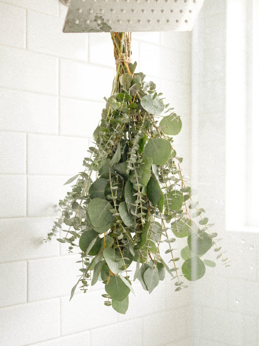 Fresh Eucalyptus For Shower Bundle
