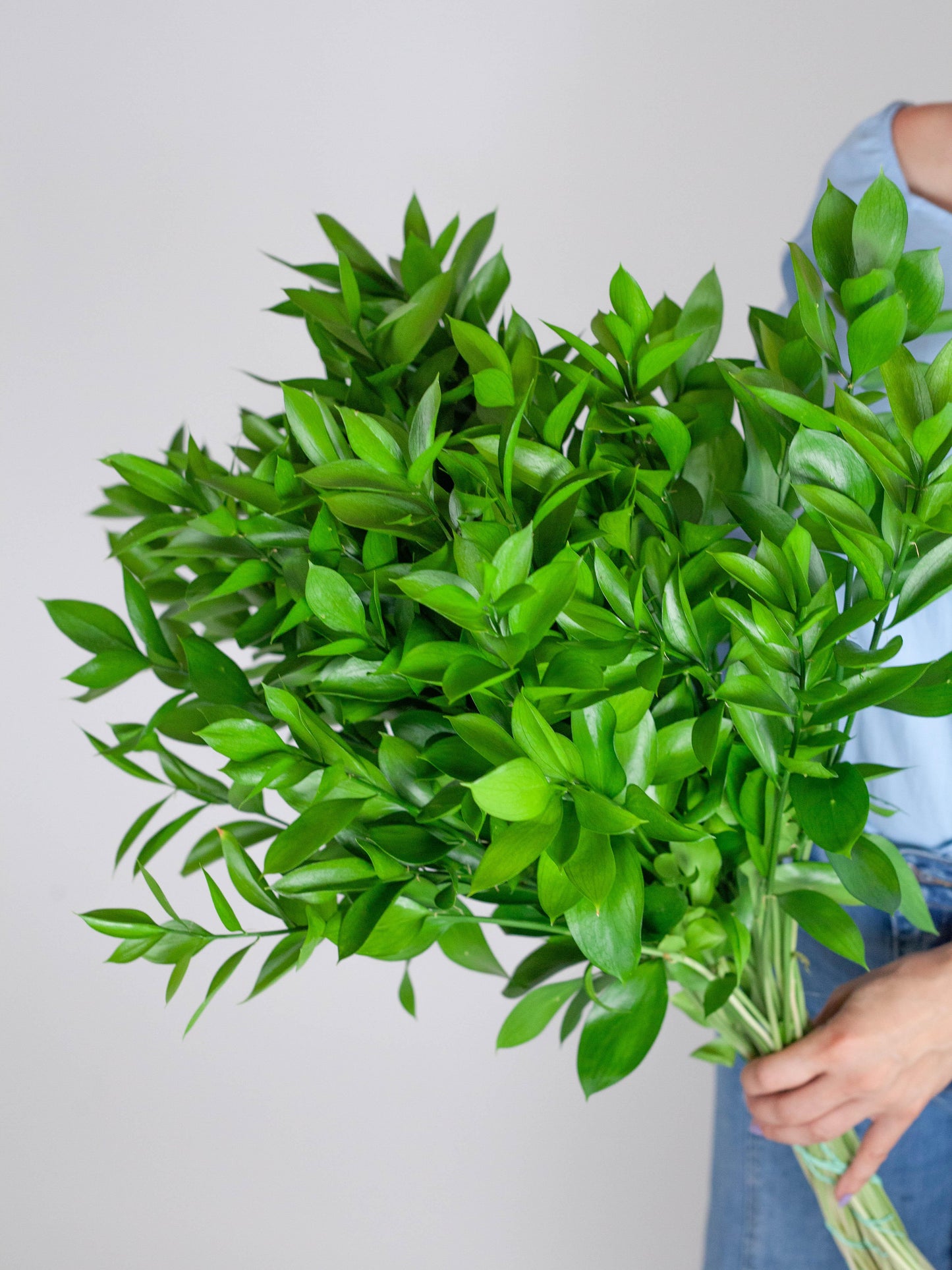 Bulk Israeli Ruscus Stems - Hello Eucalyptus