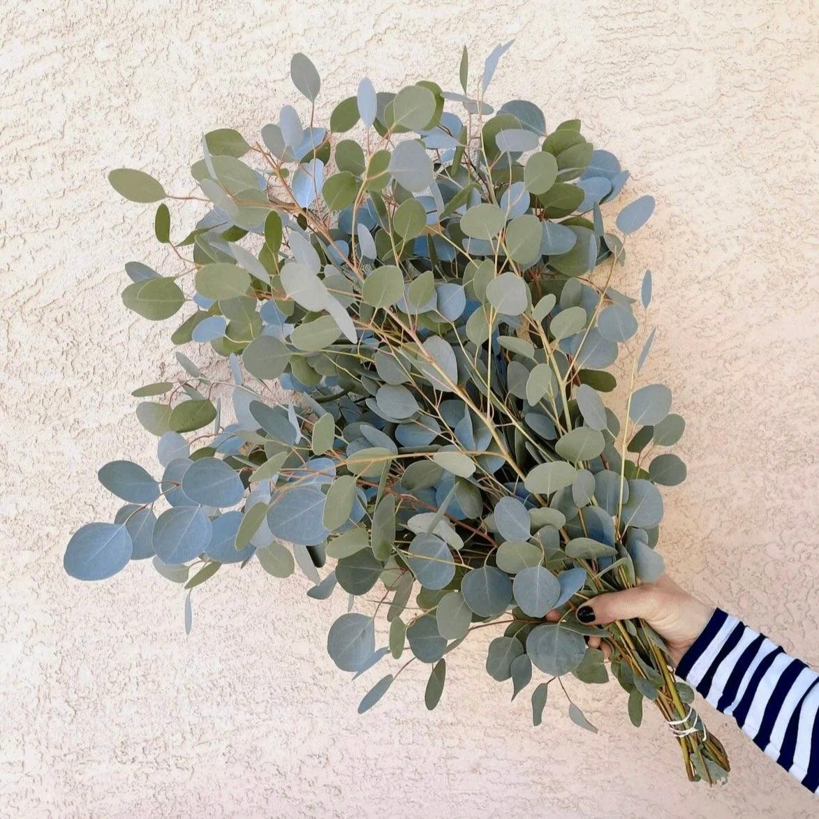 Silver Dollar Eucalyptus Bundle Fresh/Dried | Wedding Foliage Greenery - Hello Eucalyptus