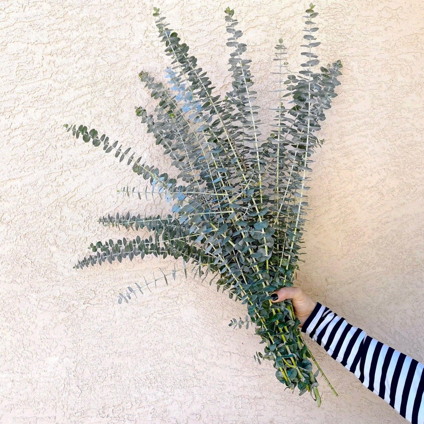 Bulk Spiral Baby Eucalyptus - Hello Eucalyptus