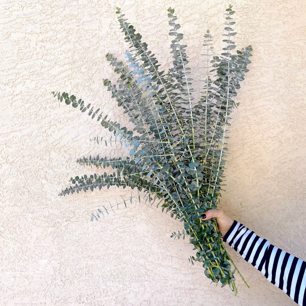 baby eucalyptus