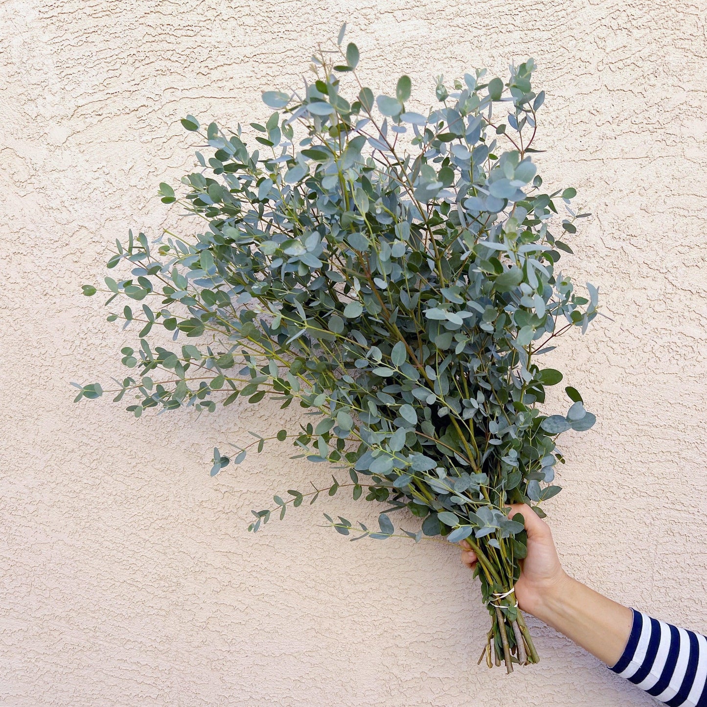 Bulk Gunnii Eucalyptus - Hello Eucalyptus