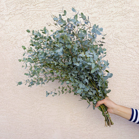 gunnii Eucalyptus