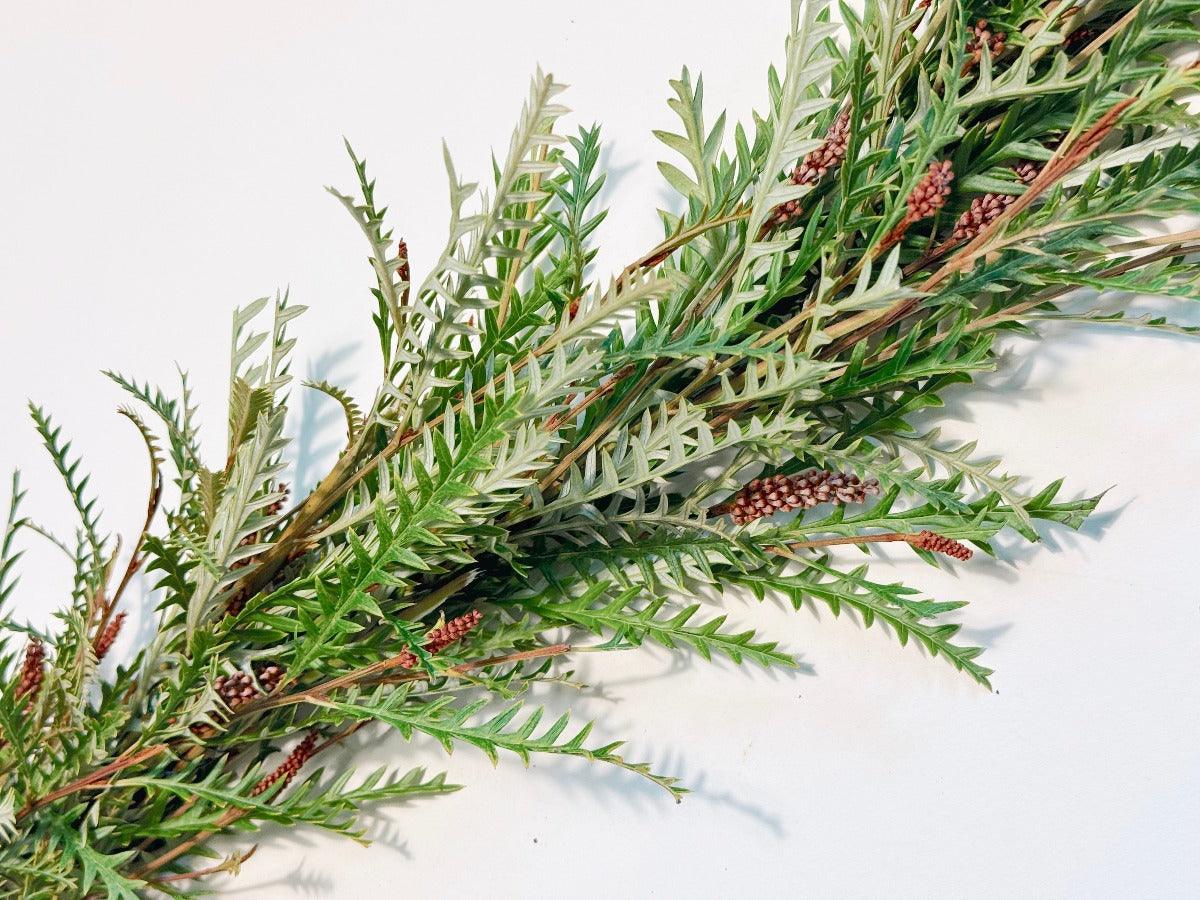Fresh Grevillea Garland - Hello Eucalyptus