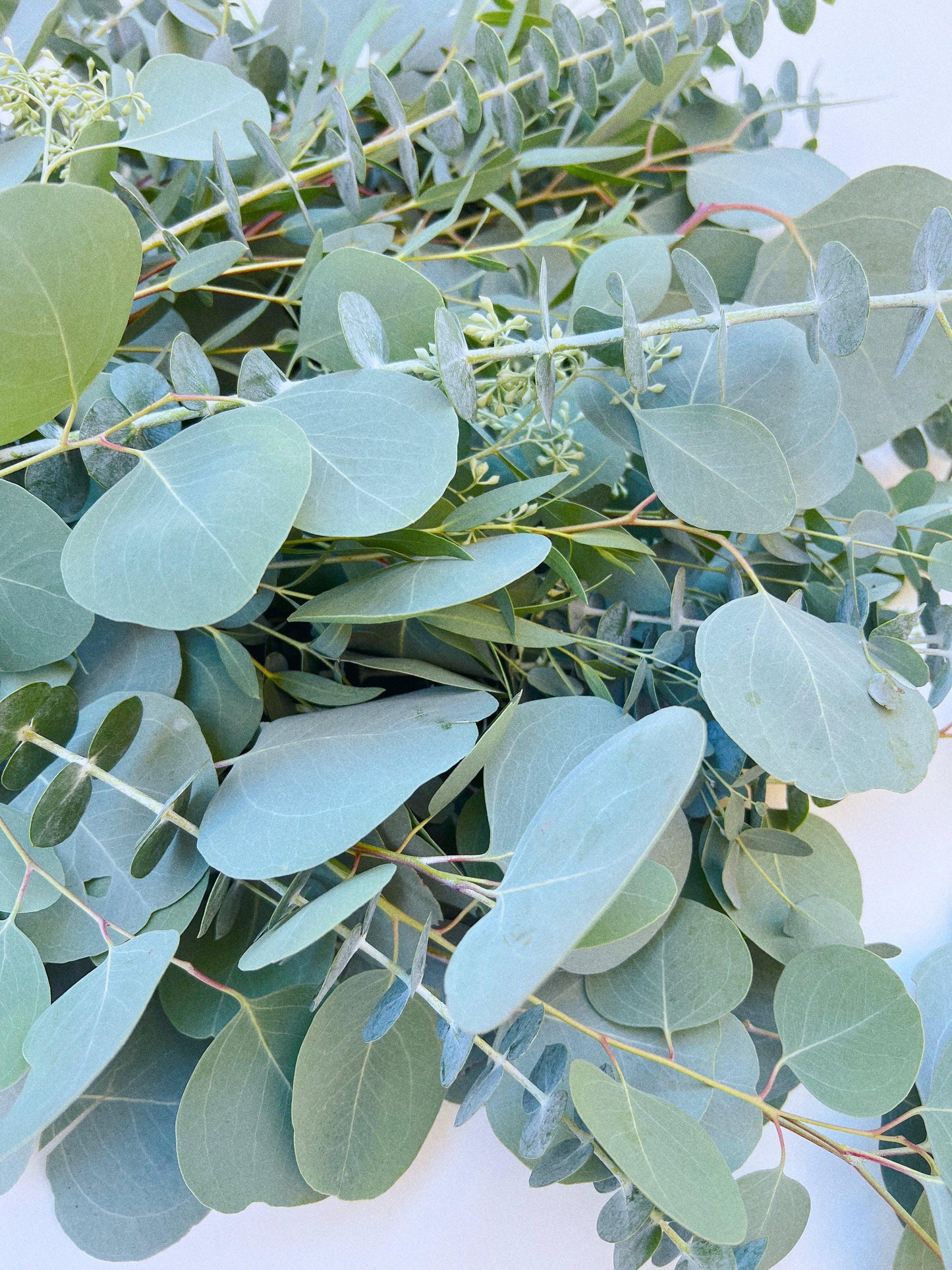 Mixed Fresh Eucalyptus Bouquet - Hello Eucalyptus