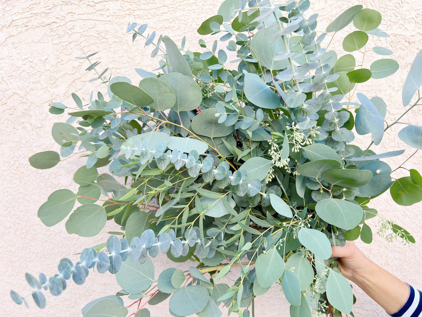 Mixed Fresh Eucalyptus Bouquet - Hello Eucalyptus