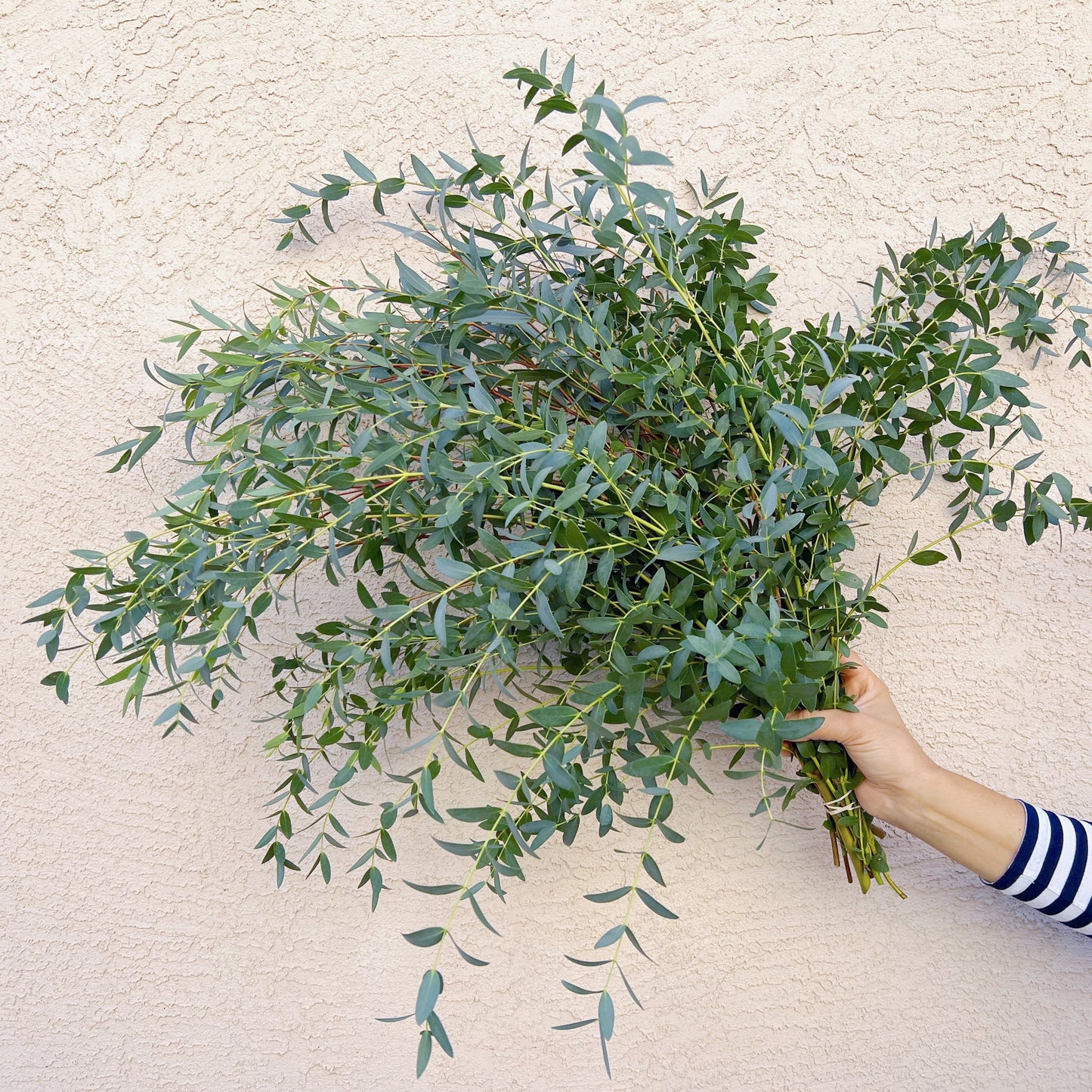 parvifolia eucalyptus
