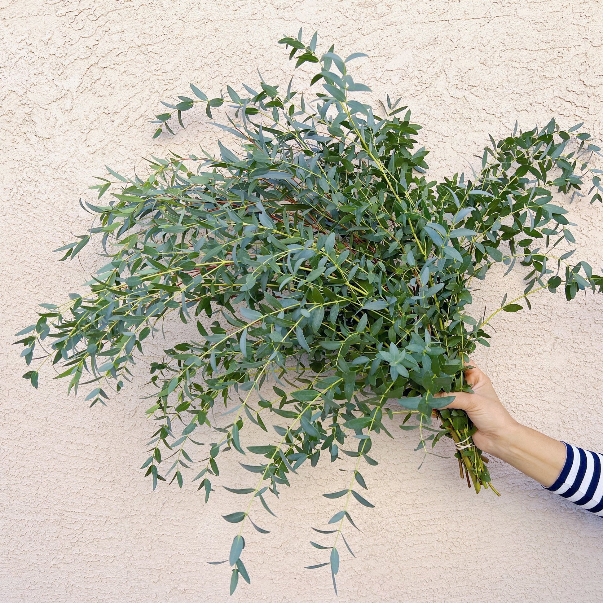parvifolia eucalyptus