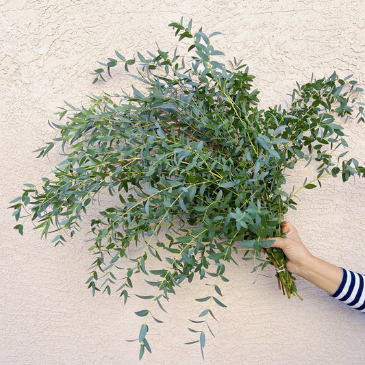 parvifolia eucalyptus