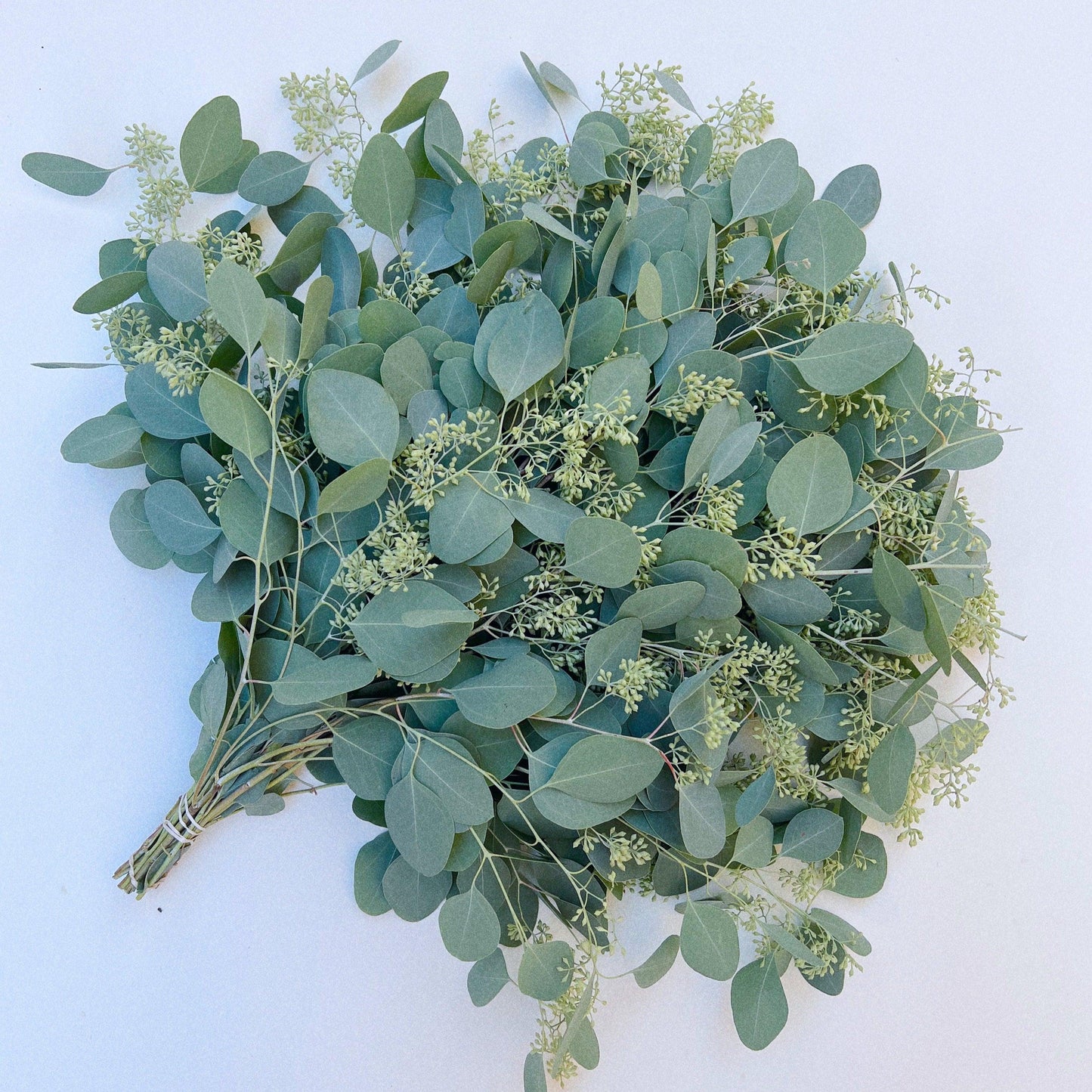 Seeded Eucalyptus Bundle Fresh/Dried | Wedding Foliage Greenery - Hello Eucalyptus