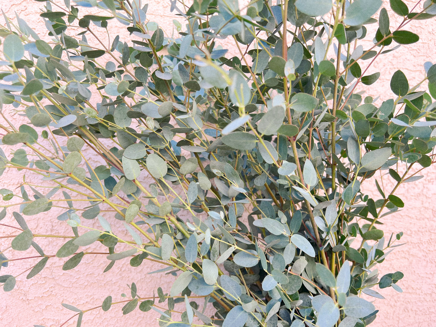Gunnii Eucalyptus