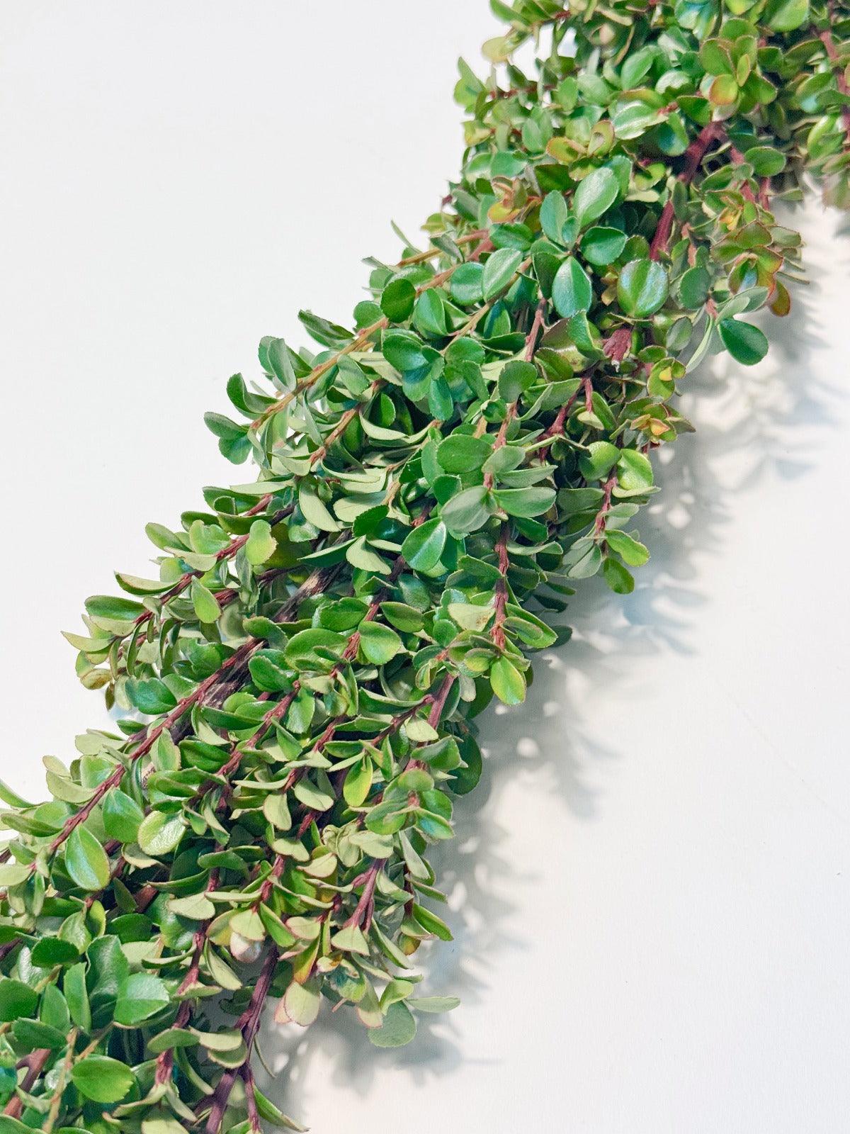 Fresh Boxwood Garland - Hello Eucalyptus