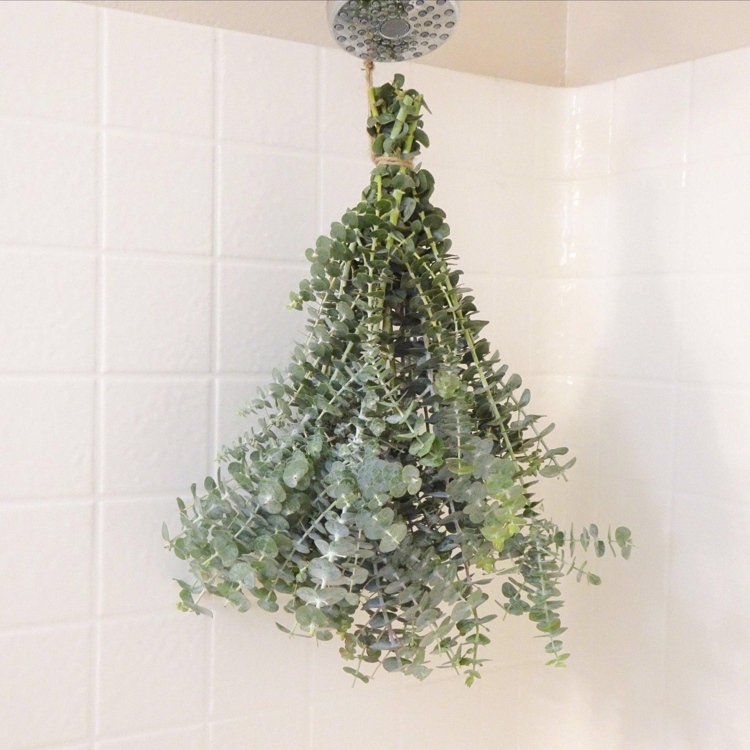 Fresh Eucalyptus Shower Bundle - Hello Eucalyptus
